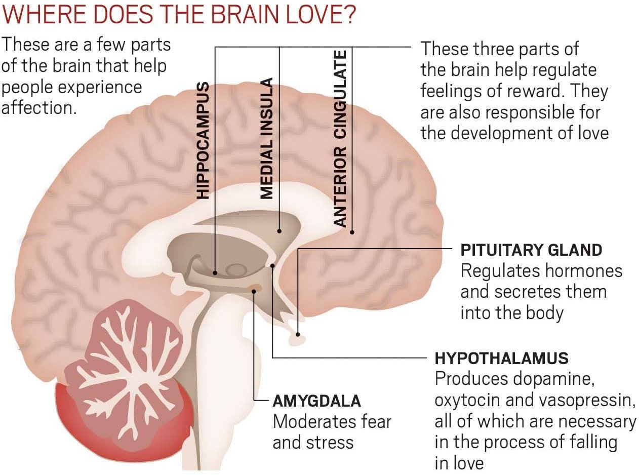 Where does the brain love